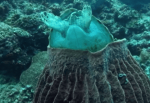 The turtle stuck in the sponge