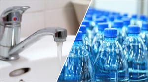Bottled or tap water
