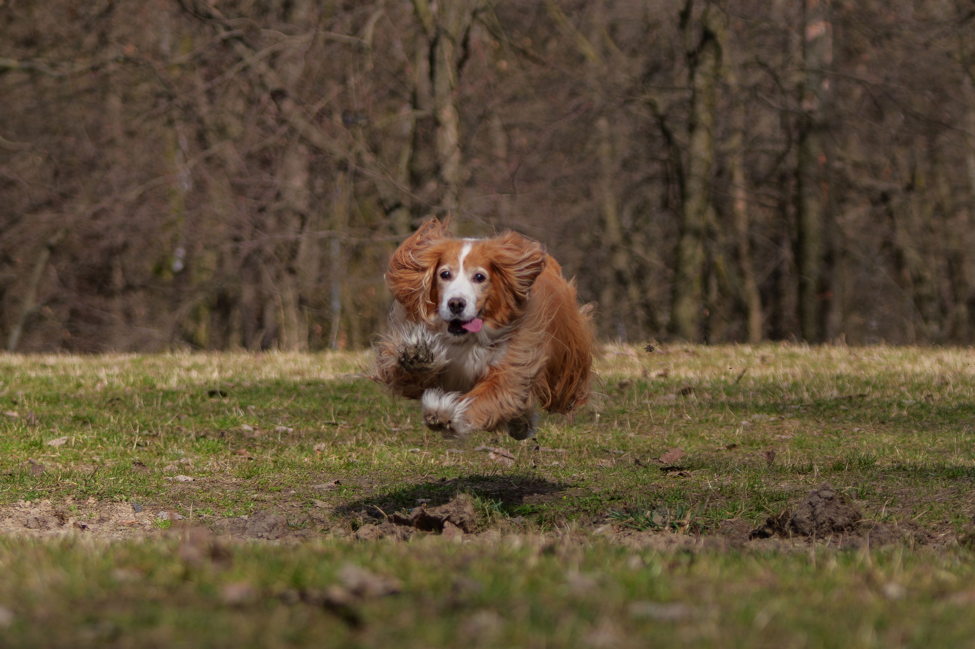 Dog