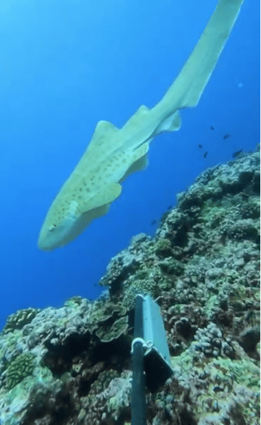 The shark swims near the camera