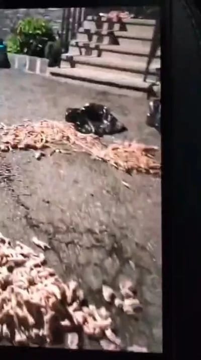 Chicken feet strewn outside