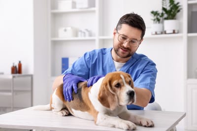 Beagle