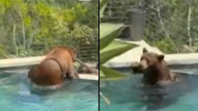 Black Bear Takes Refreshing Dip in California Resident's Swimming Pool