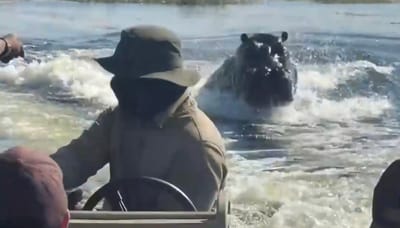 Hippo Charges Tourist Boat in Botswana River Chase | WATCH