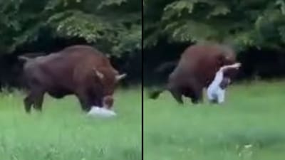 Polish Tourist Rescued from European Bison Attack | WATCH