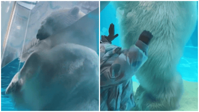 Viral Zoo Video Captures Massive Scale of Polar Bear Next to Child | WATCH