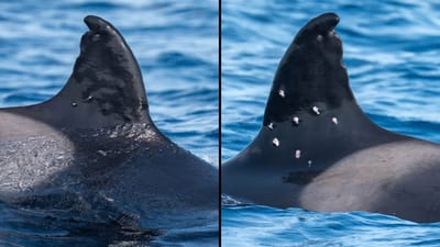 Spanish Authorities Investigate Suspected Shooting of Elderly Orca Off Gibraltar