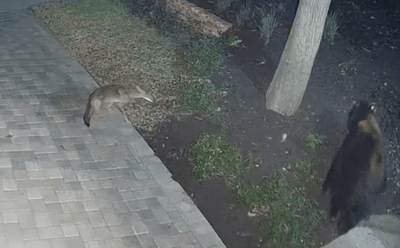 Home Security Camera Captures Coyote Defending Pup from Bear in Los Angeles | WATCH