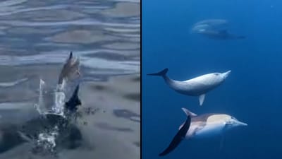 Baby Dolphins Filmed Off Australian Coast | WATCH