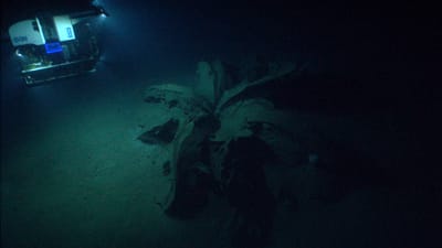 Oil flowers found on the seabed