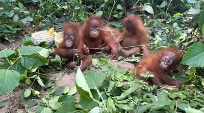 The cubs as they were found in the forest.