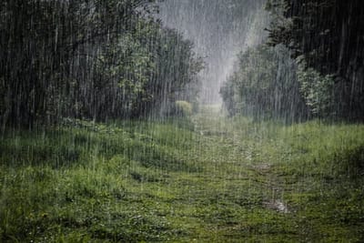 Rain