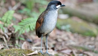 The rare Jocotoco Antpitta