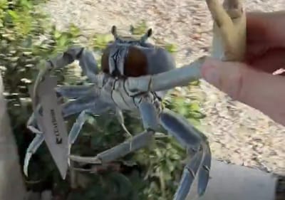 Crab Filmed Wielding Knife Blade in Bizarre Florida Standoff