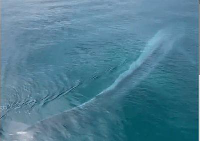 80-Foot Pygmy Blue Whale Surfaces Next to Famous Australian Pier