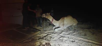 Police Raid Breaks Up Illegal Camel Race in Negev Moments Before Start