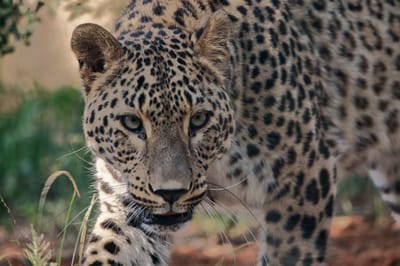 Deni, the new Persian leopard at Ramat Gan Safari