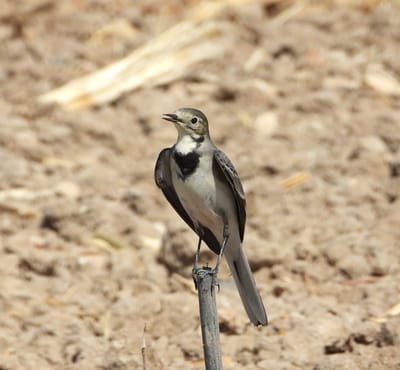 Millions of Migrating Birds Pass Over Israel on their Way South