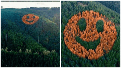 Oregon Forest Hides 300-foot Smiley Face, Visible Only in Autumn