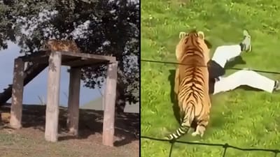 Man Filmed Himself Seconds Before Fatal Tiger Attack at Yorkshire Park