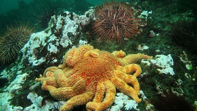 Sunflower sea star