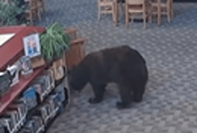 Bear Breaks into California Library, Eats Honey and Snacks, Browses the Shelves