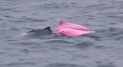 Pink Dolphin Spotted off Oman Coast Stuns Beachgoers | WATCH