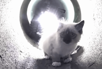 Utah Crew Uses Remote-Control Robot to Rescue Kitten Trapped in Drainage Pipe