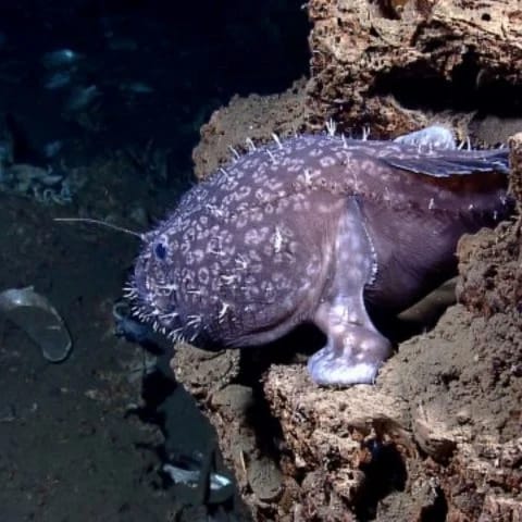 Anglerfish 