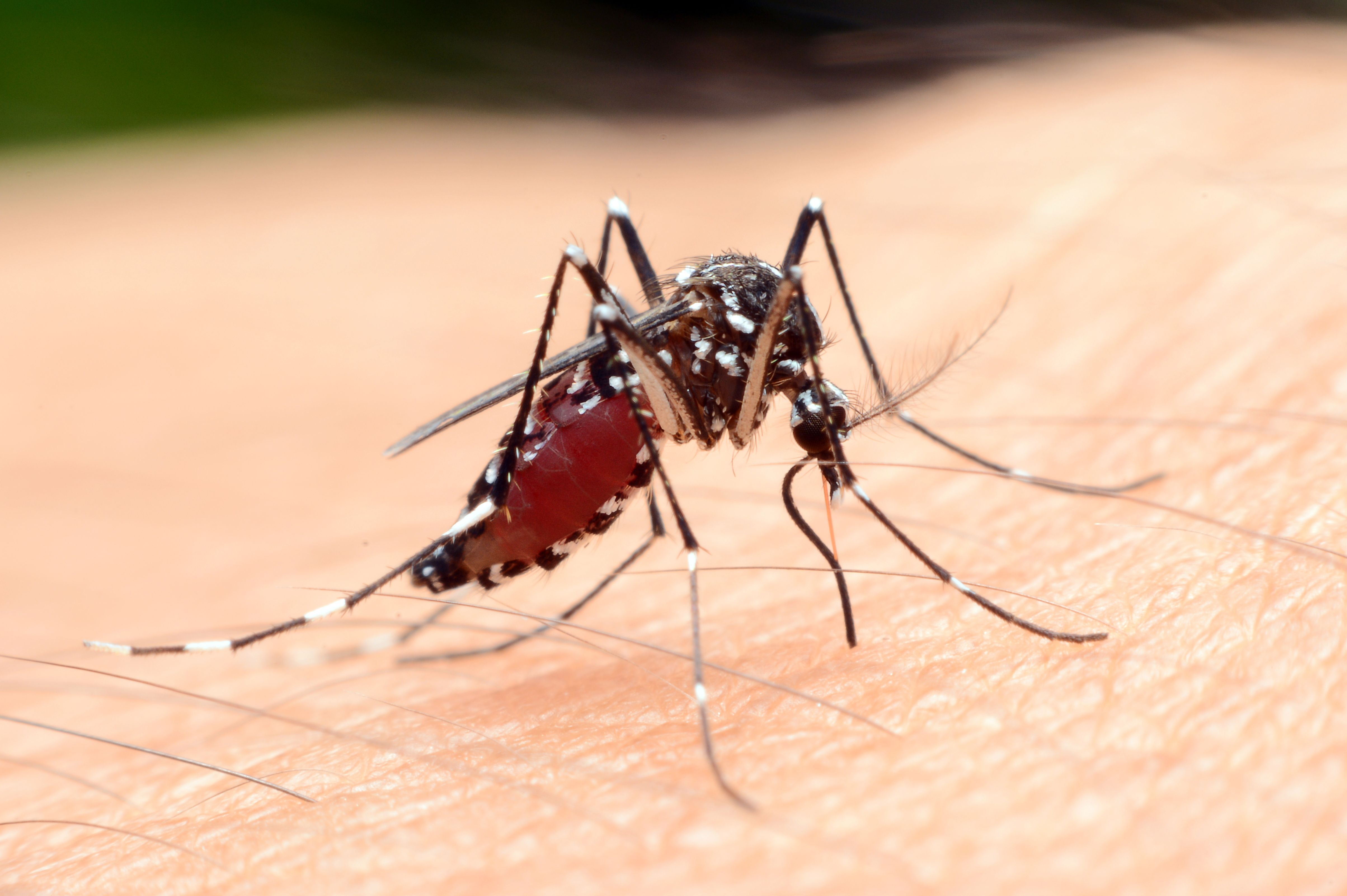 Mosquito