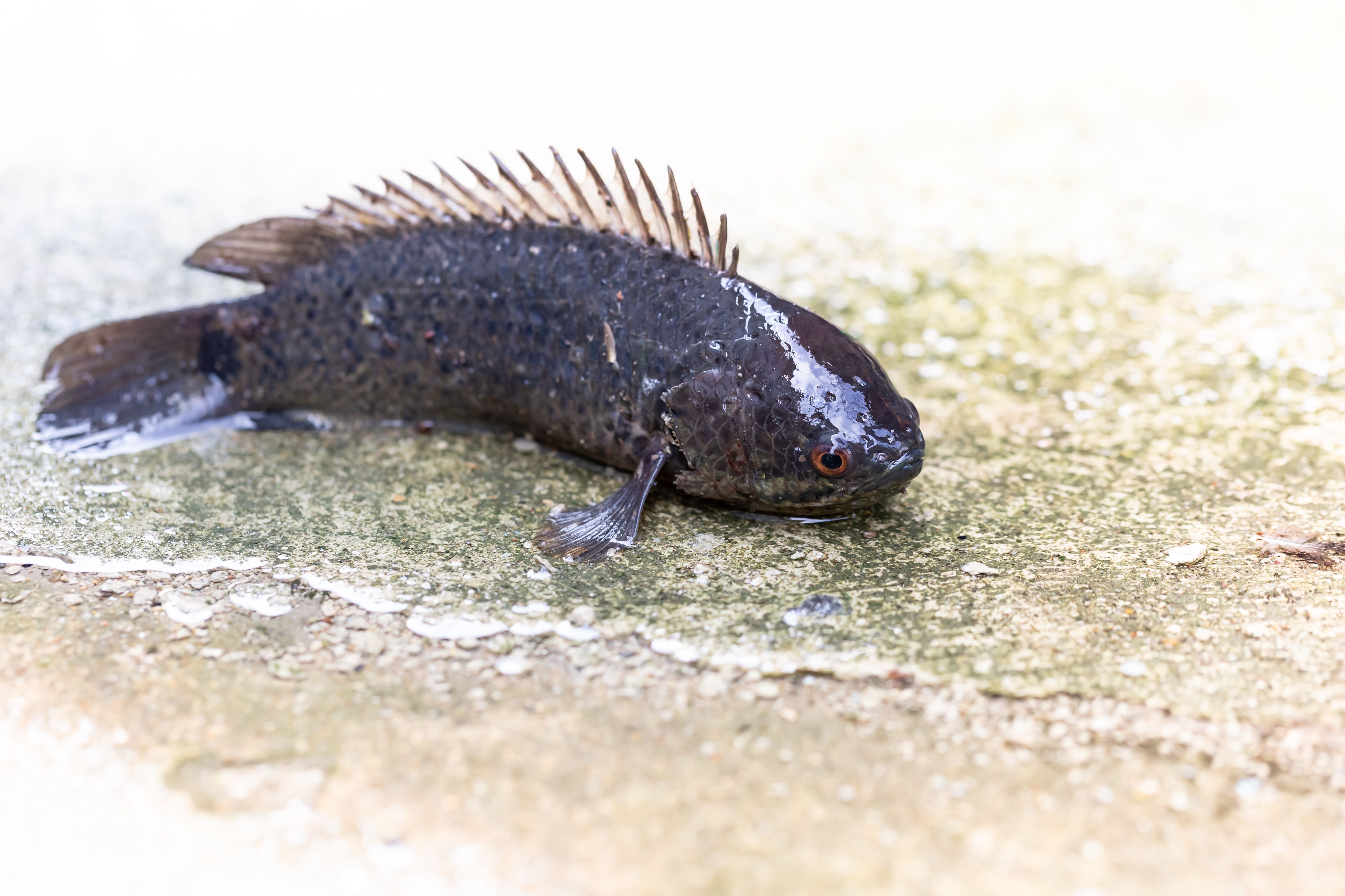 The climbing perch