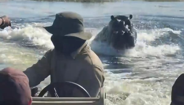 Hippo Charges Tourist Boat in Botswana River Chase | WATCH