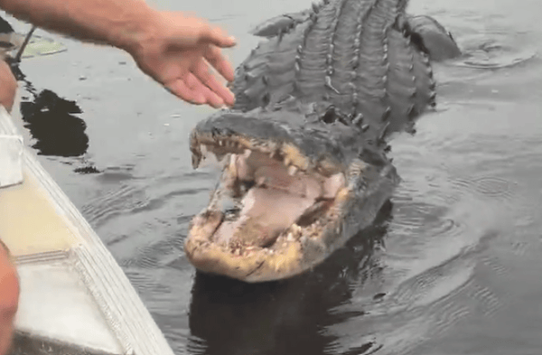 Florida Tour Guide Sparks Outcry After Touching Wild Alligator on Camera
