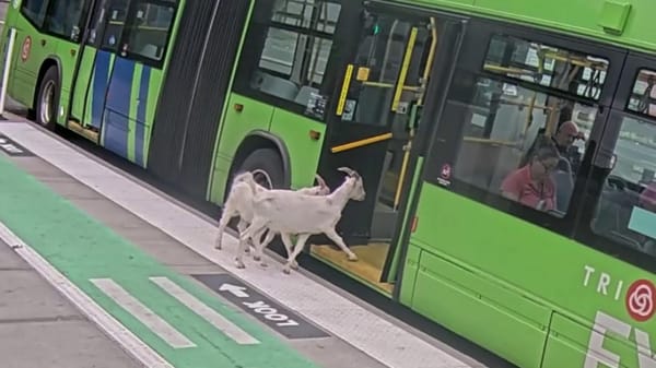 Goats boarding the bus
