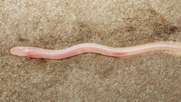 A New Species of Fish