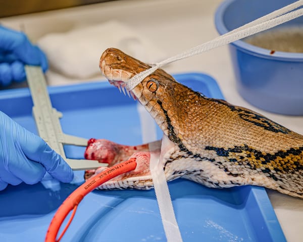 First Snake to Receive Groundbreaking Cancer Treatment