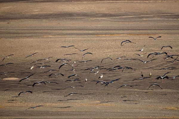 Thousands of White Storks Spotted in Israel's Arava