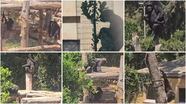 Chimpanzees at Israeli Safari Park React to New Fan with Special Calls | WATCH