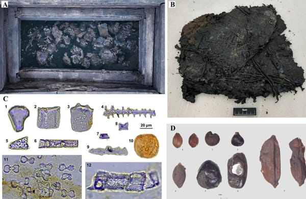 The bundles discovered in the tomb