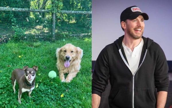 Chris Evans with the two dogs he helped find a home