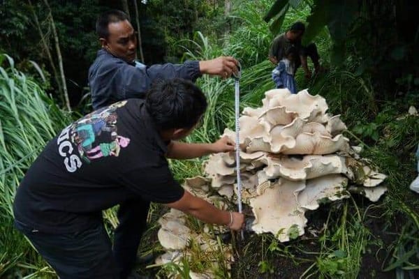 The fungus