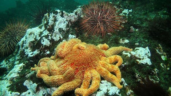 Sunflower sea star