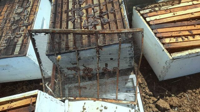 Dozens of honeycombs stolen in the Western Galilee (Pirchei HaGalil Apiary)