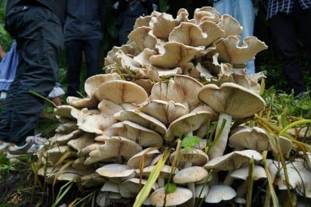 The fungus