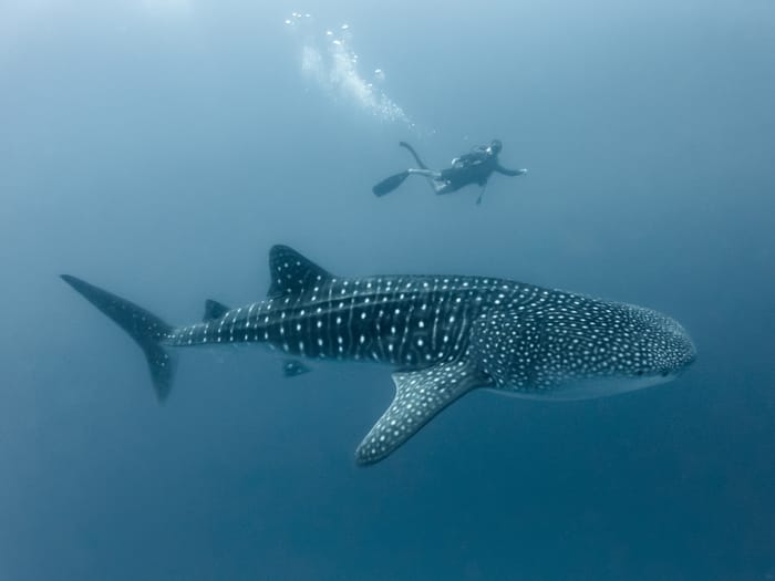 Whale shark