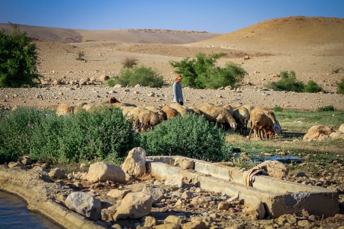 A Jewish shepherd herding his sheep