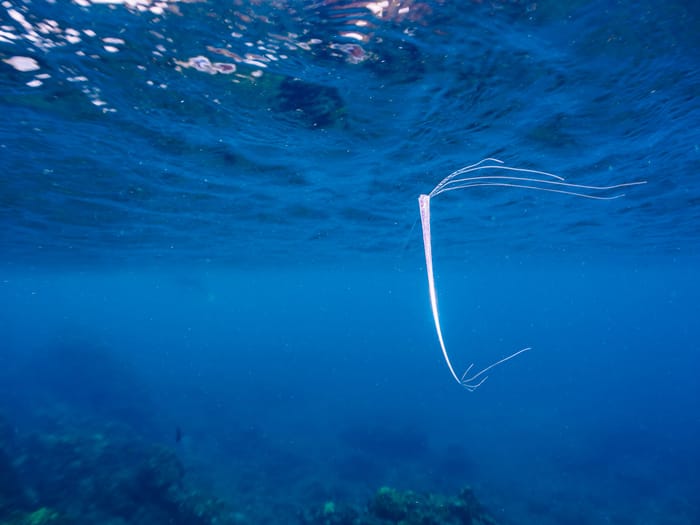 Extremely Rare Deep-sea Oarfish