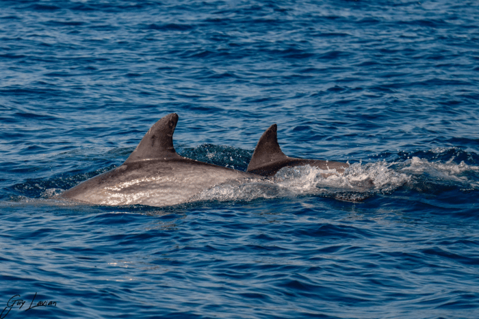 Dolphins off the coast of Rishon Lezion
