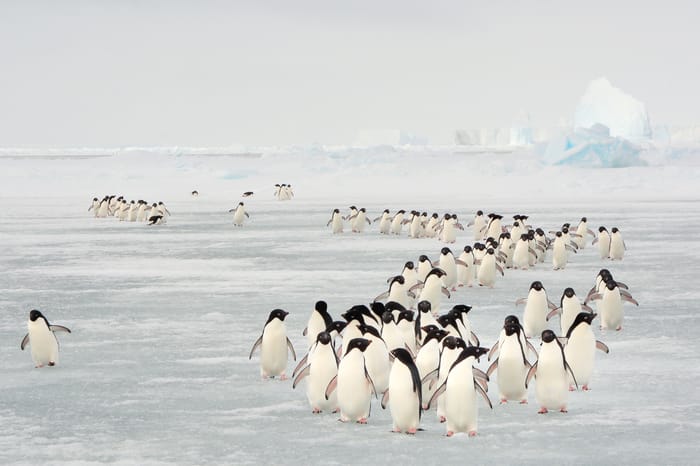 Penguins enjoying life on the Antarctic Island