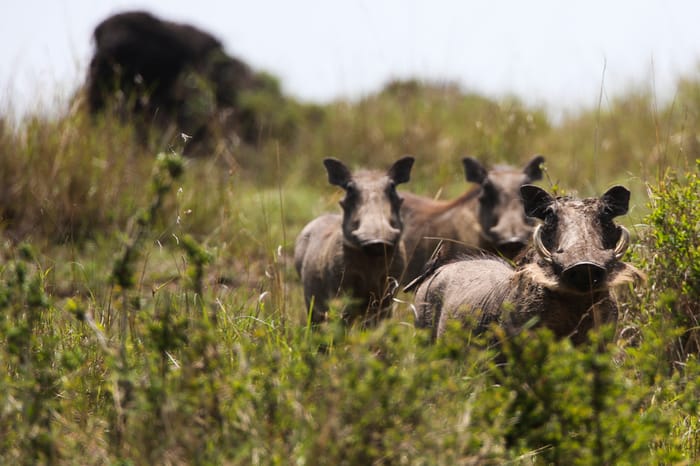 Wild Boars for illustration